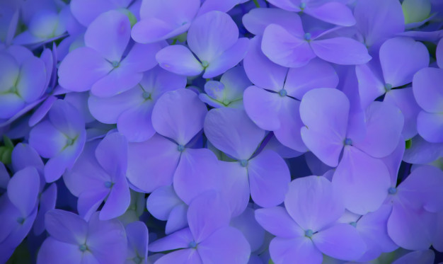 fondo-flor-azul-hortensia_67123-110.jpg