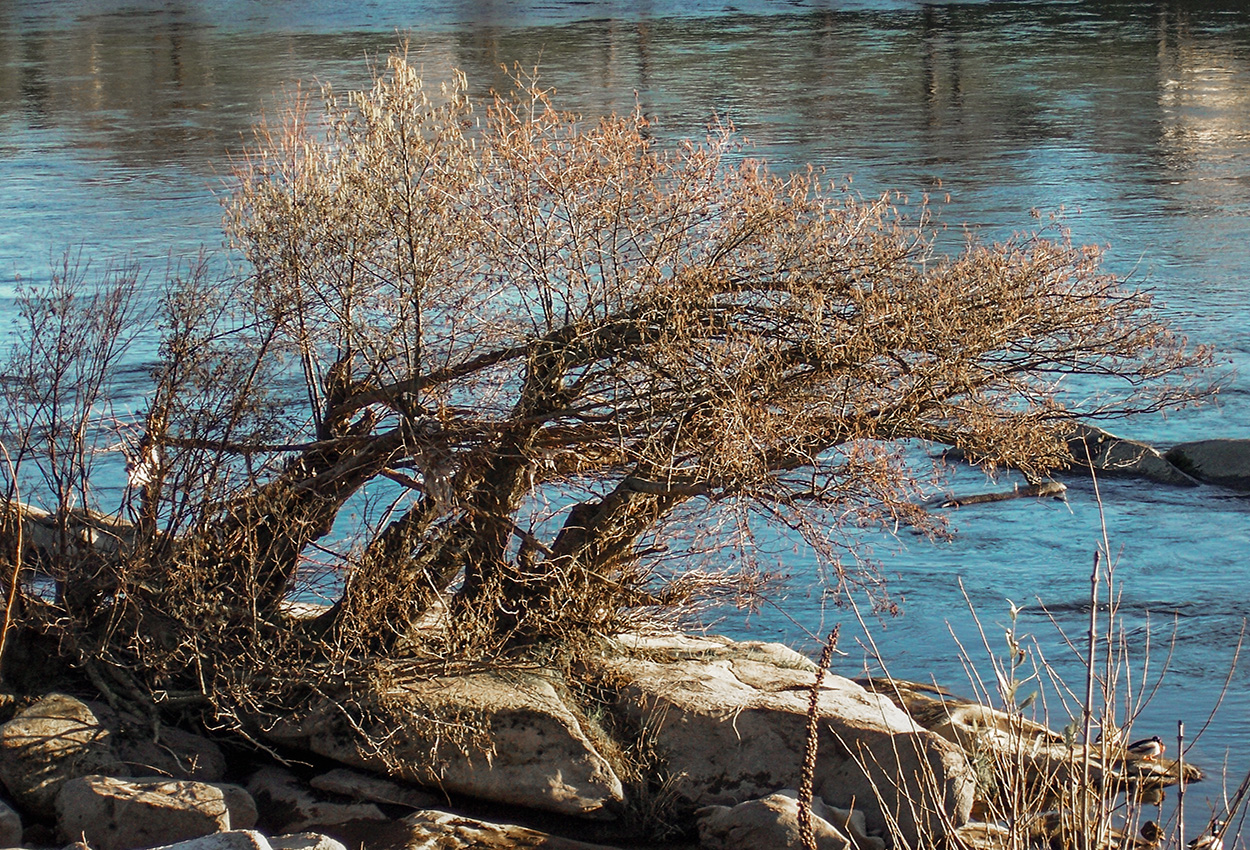 Arbustos del río.jpg