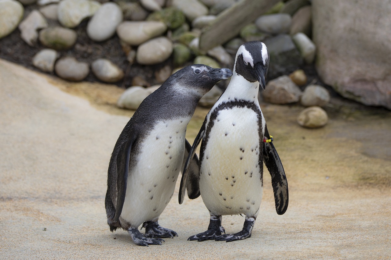 penguin-g804887c11_1280.jpg