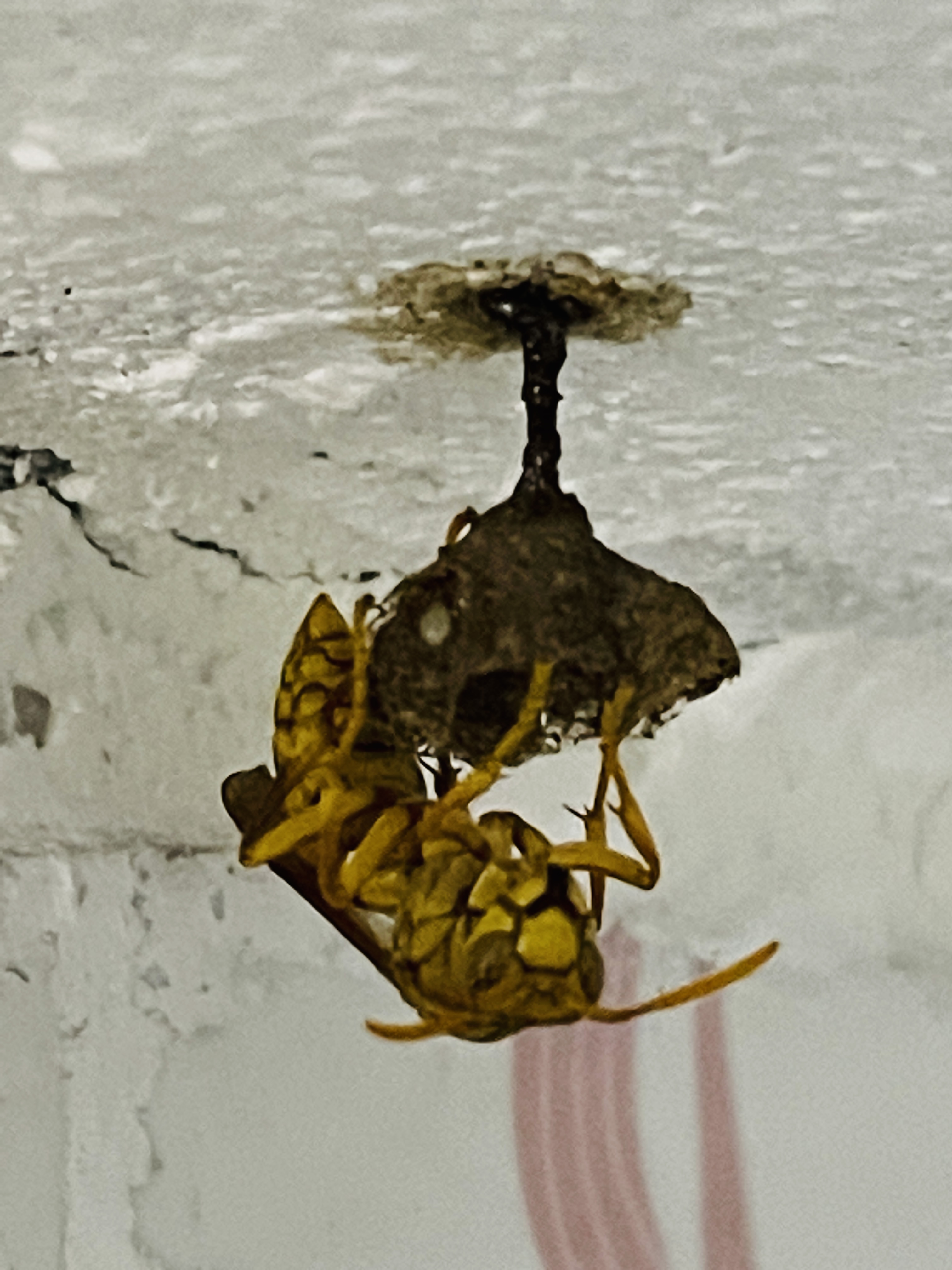 3982607D-82F3-49C1-B4E6-9495DE0D9C2C.jpeg