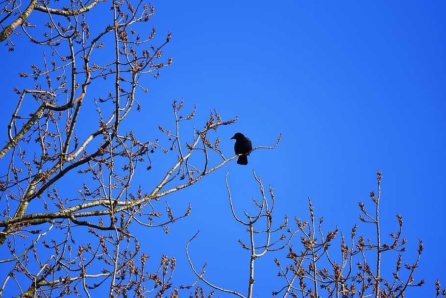 crow-bird-animal-corvus-corvidae-wildlife.jpg