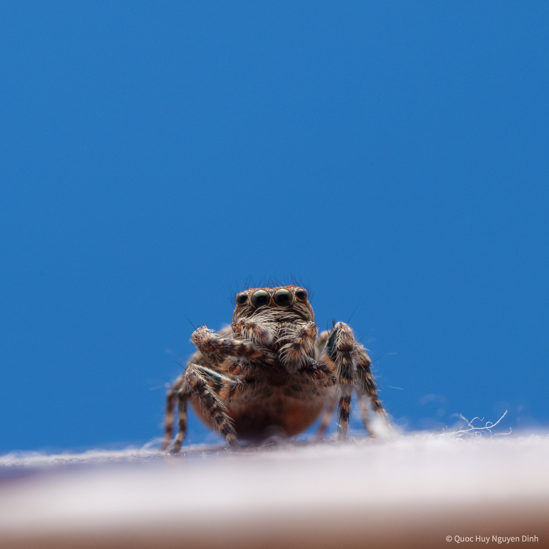 Jumping Spider - Servaea Villosa-01.jpg