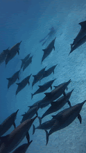VID_20250615_165045_604.mp4(1).gif