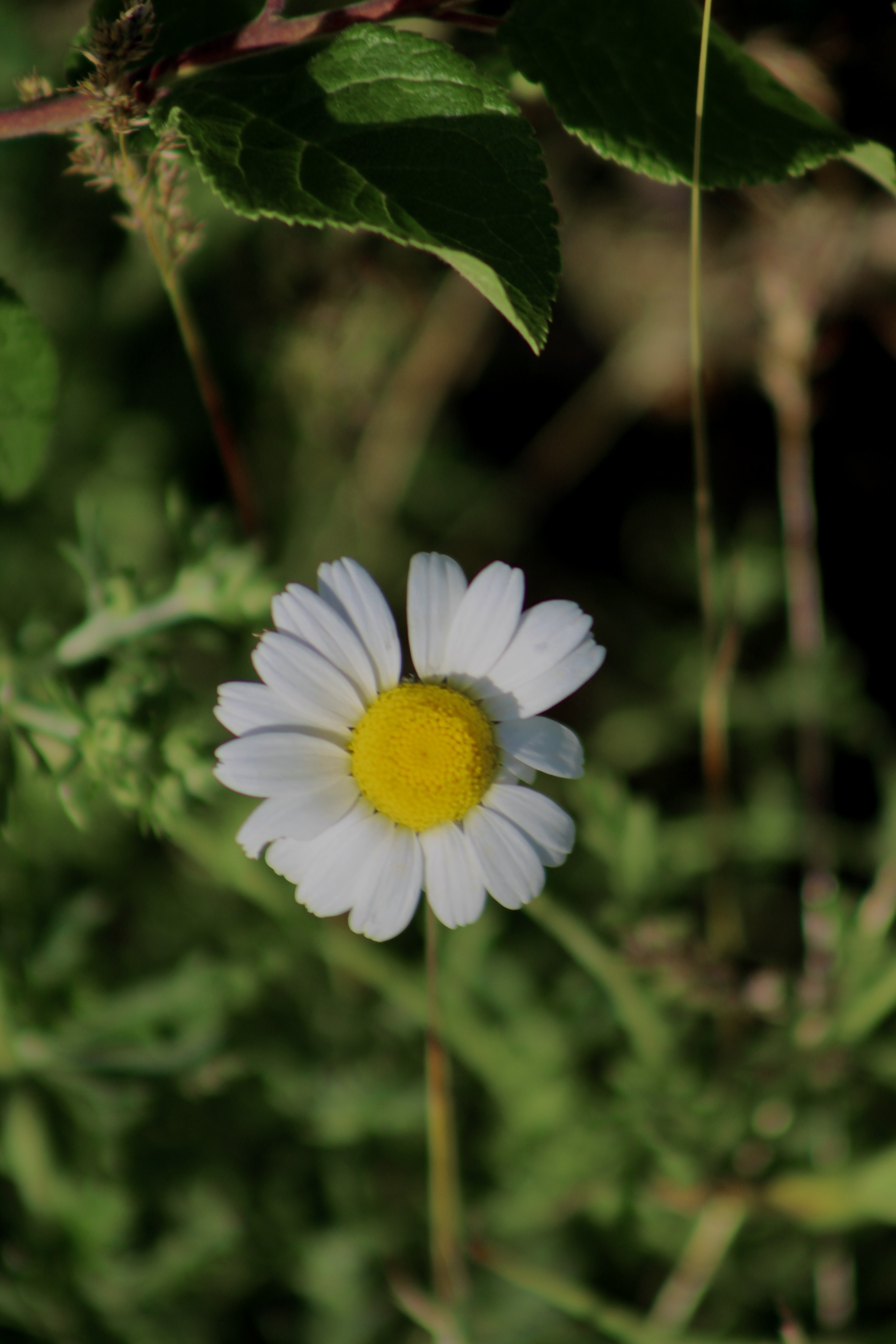 IMG_2935.jpeg