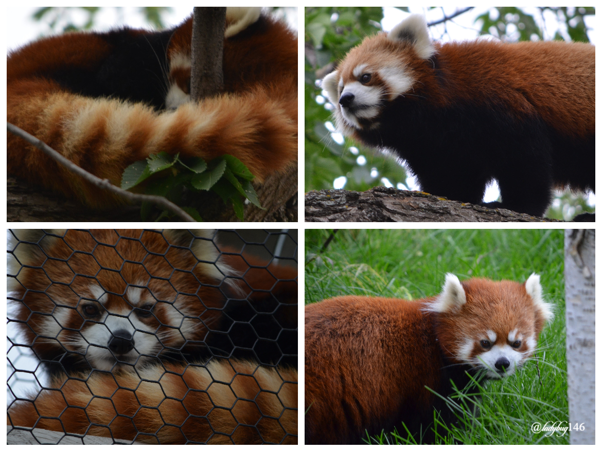 edmonton zoo red panda.jpg