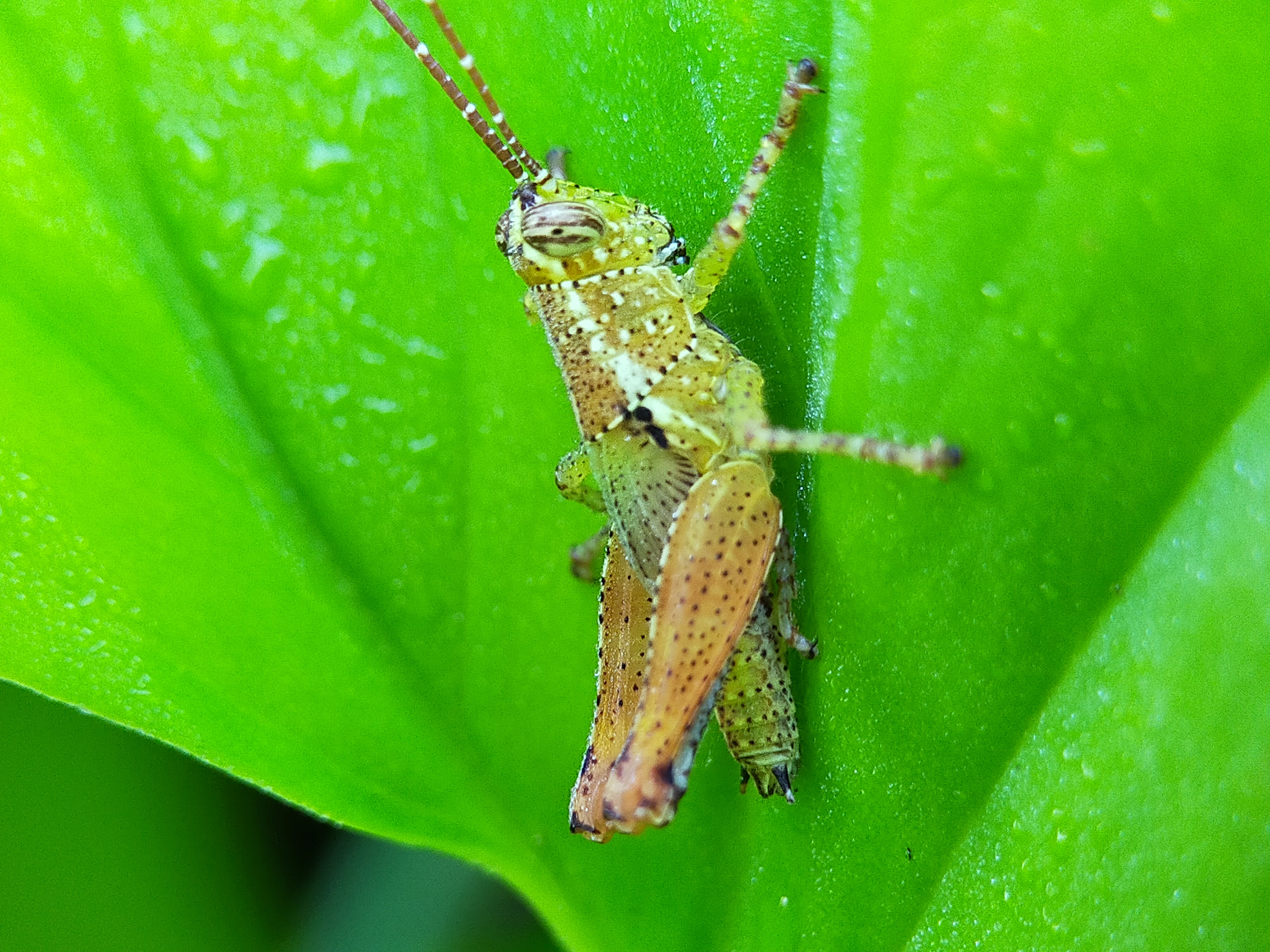 Grasshopper (23).jpg