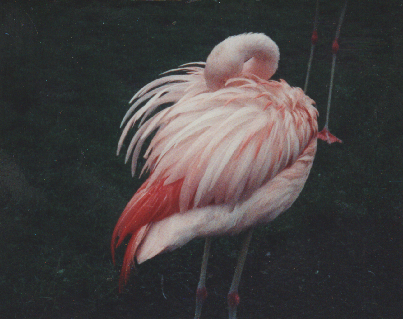 1992-12-26 - Saturday - Wildlife Safari Trip, Marilyn, Crystal-20.png