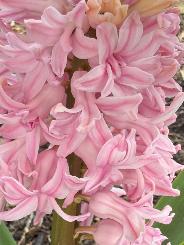 Hivegarden-25.jpg