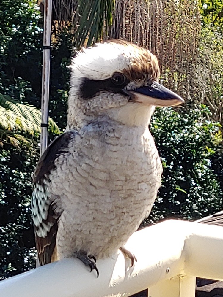 kookaburra.jpg