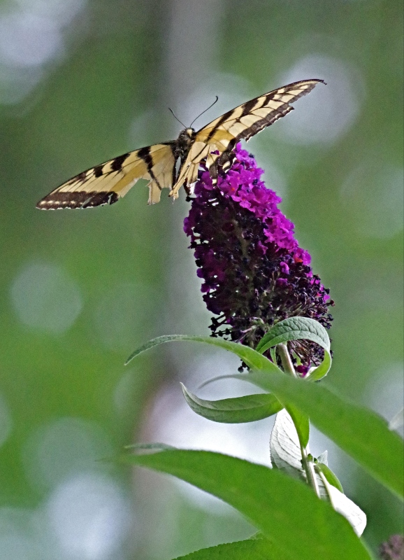 butterfly-1.jpg