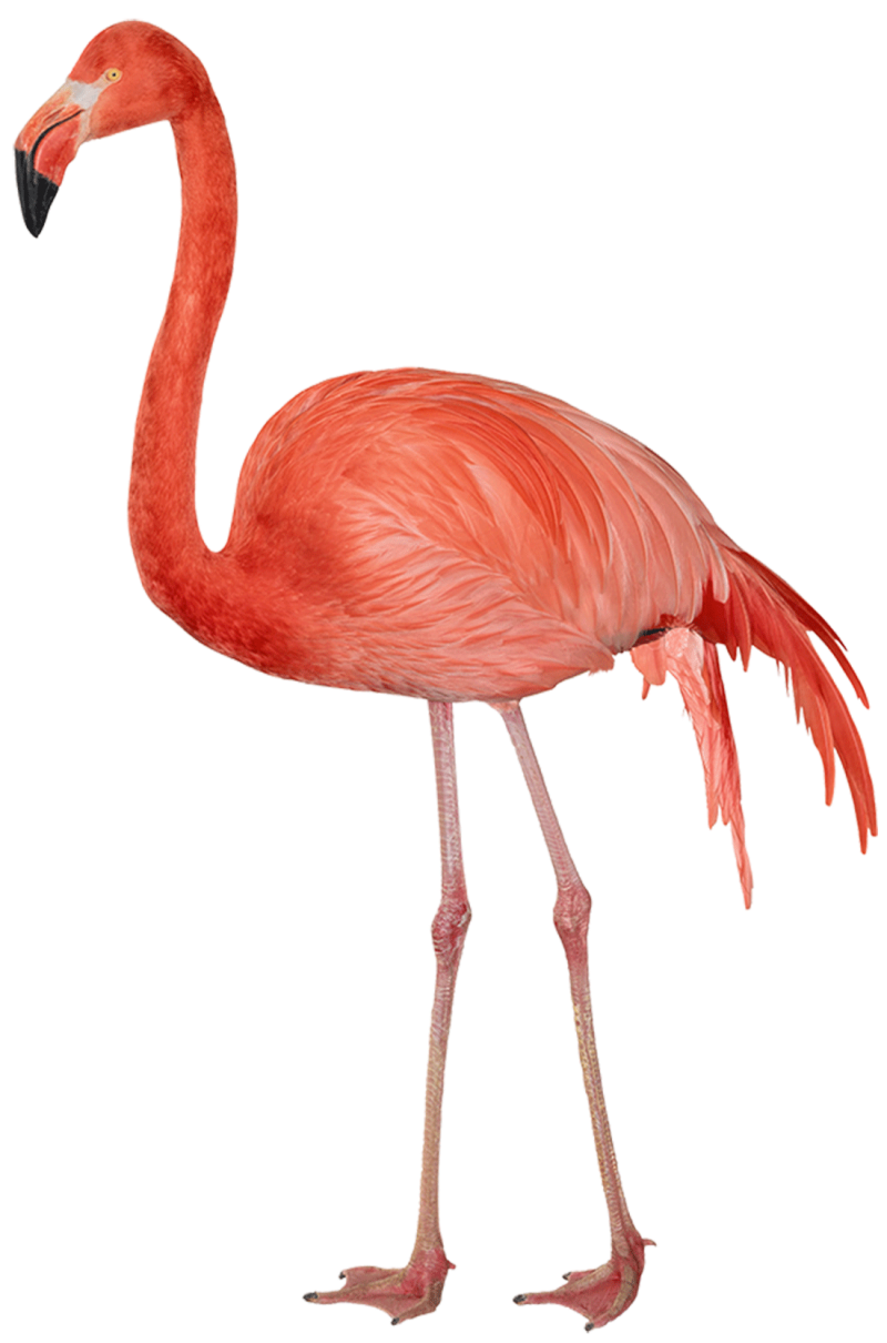 Flamingo - 800x1210.png