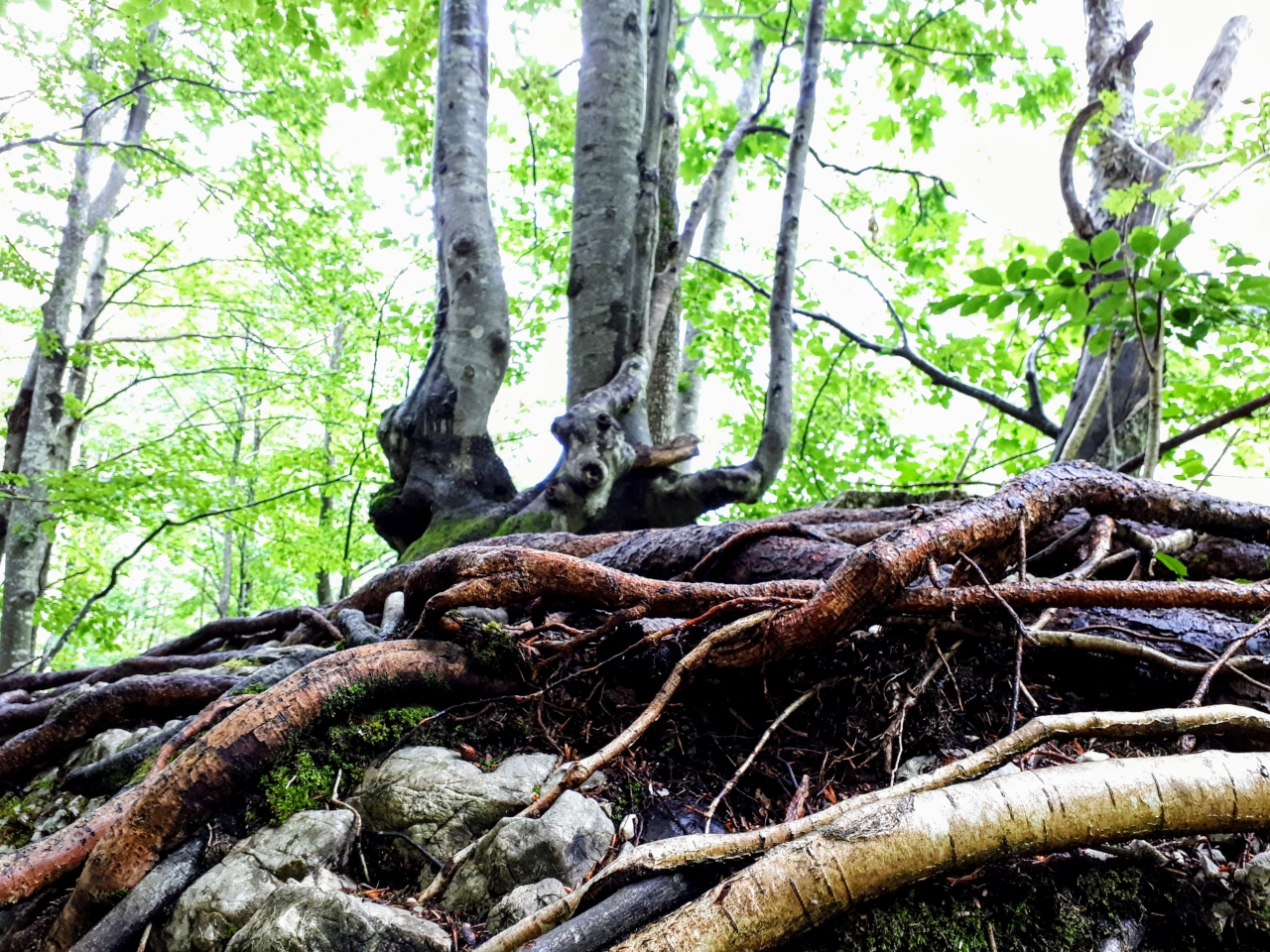 20190707_170224.jpg