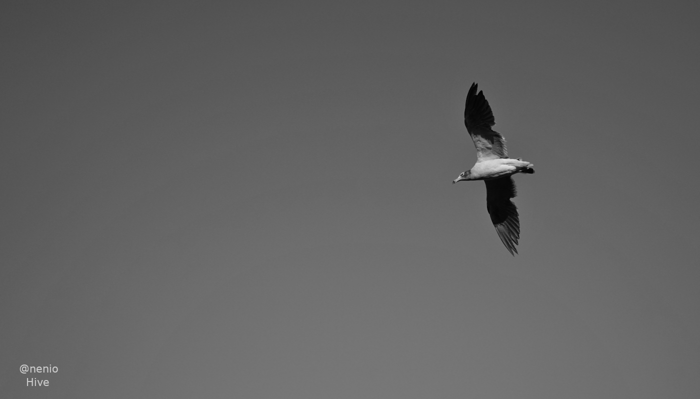 flying-seagull-001-bw.jpg