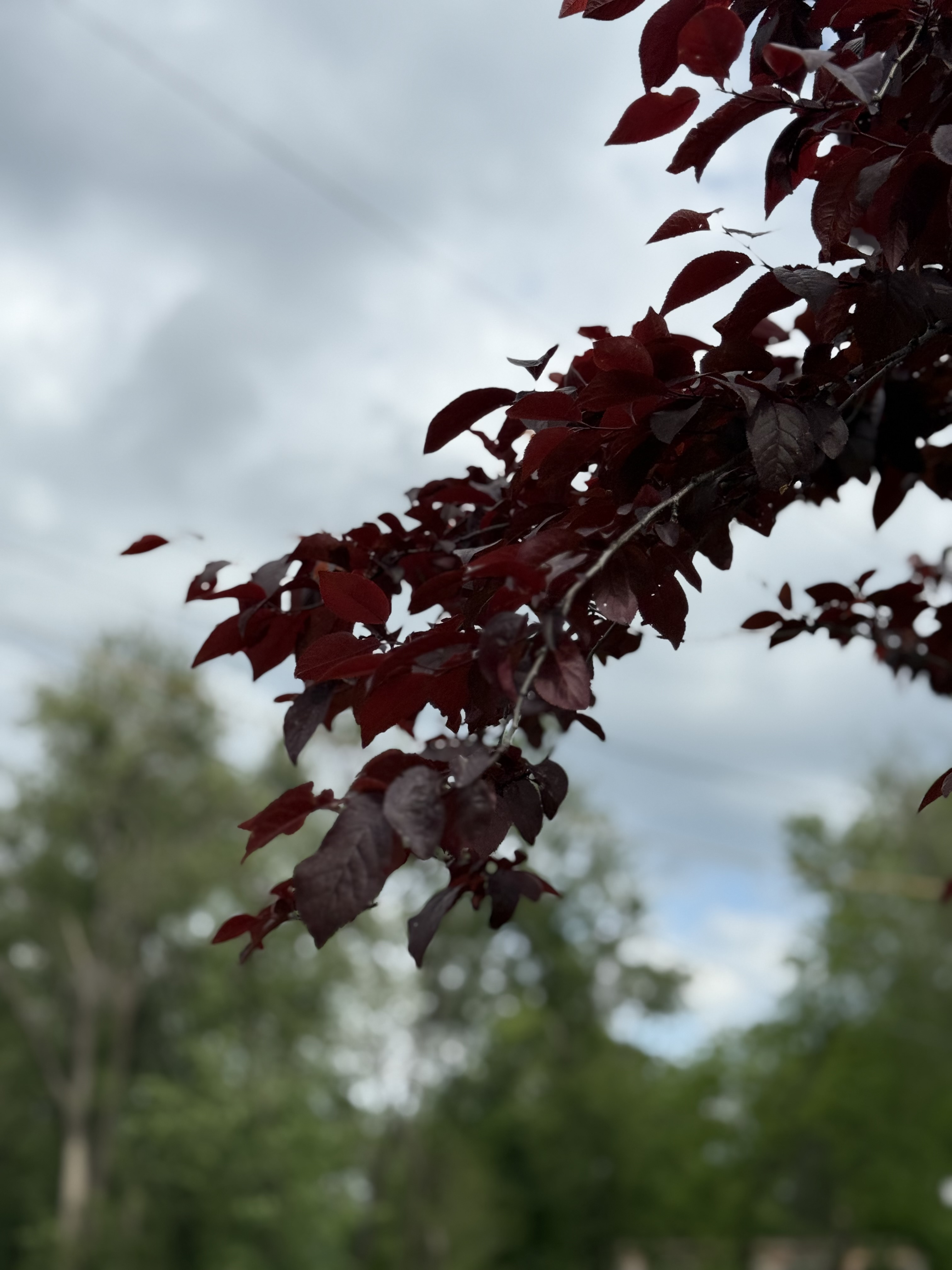 IMG_2863.jpeg