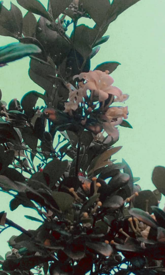 El azahar de la India 🌼 — Hive