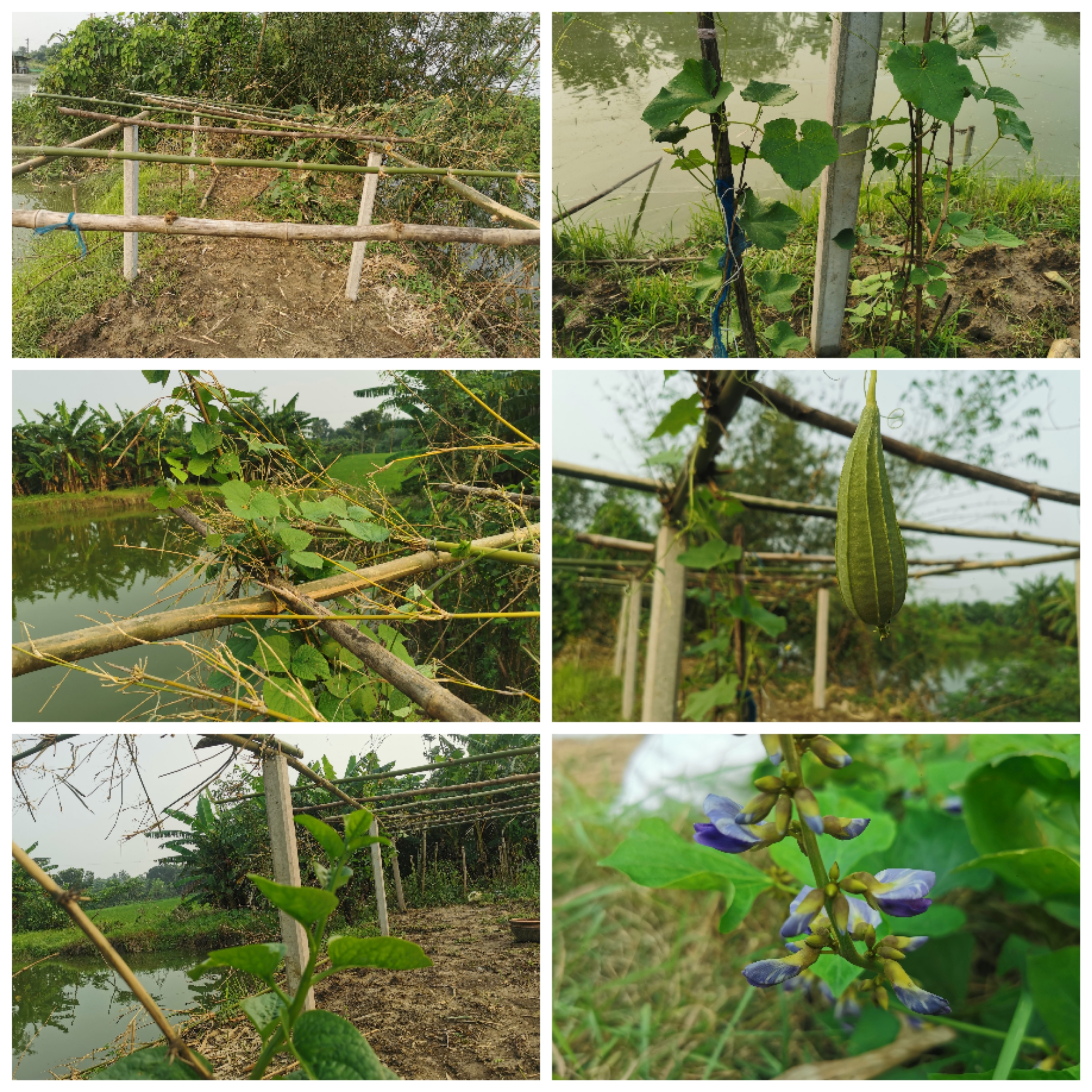 Collage_20241018_204038.jpg