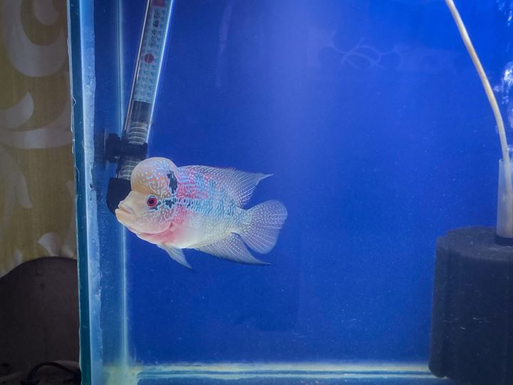 flowerhorn.jpg