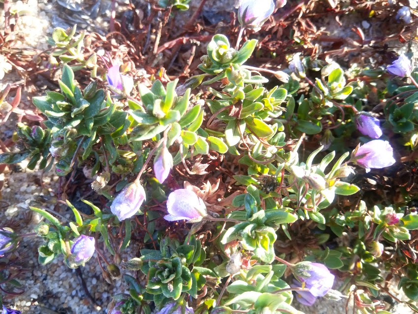IMG_20200715_080813.jpg