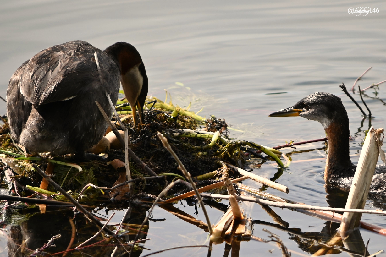 grebe (1).jpg