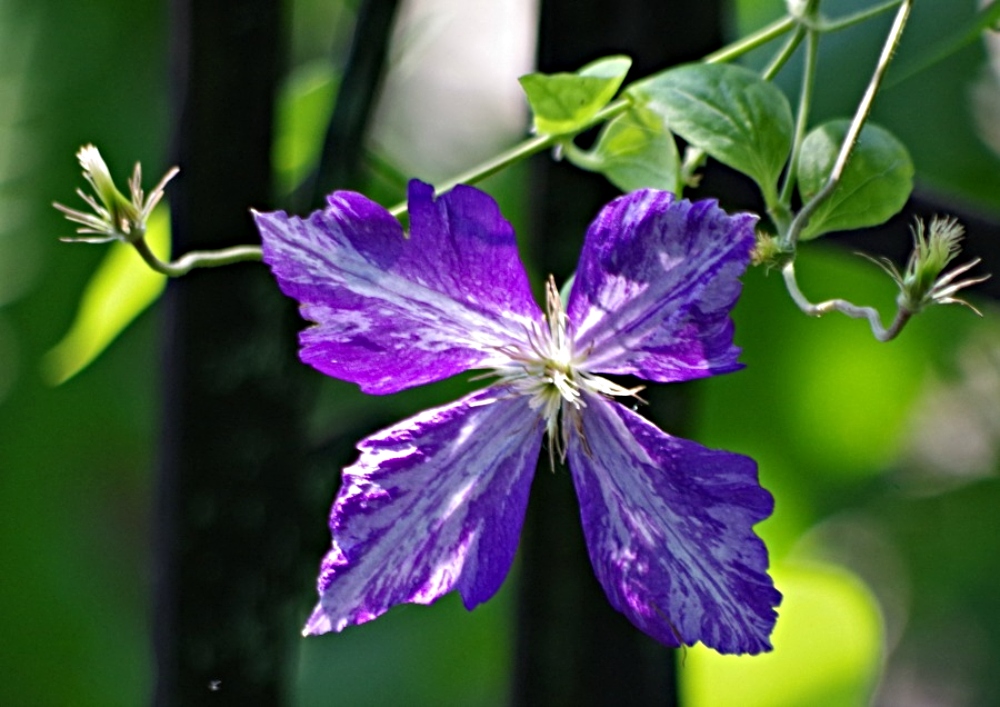 photography-flowers-clematis.jpg