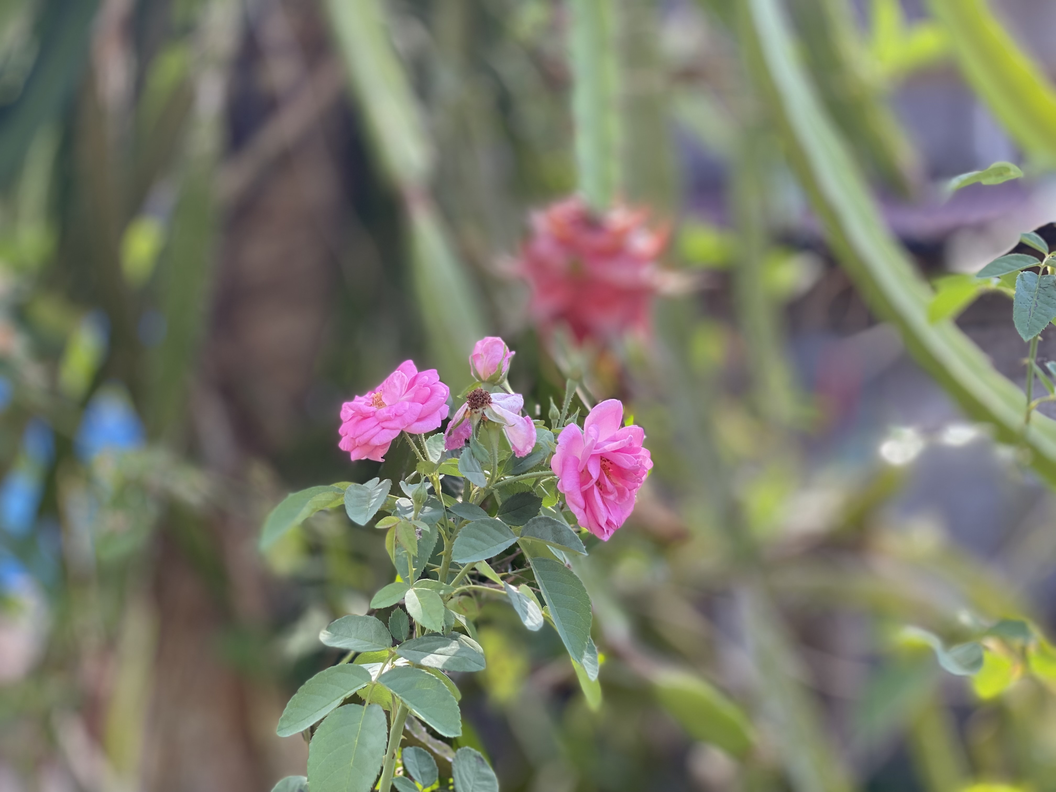 IMG_3569.jpeg