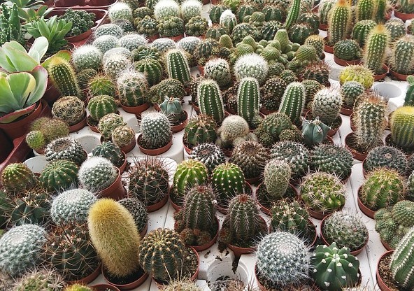 Cactus portada.jpg