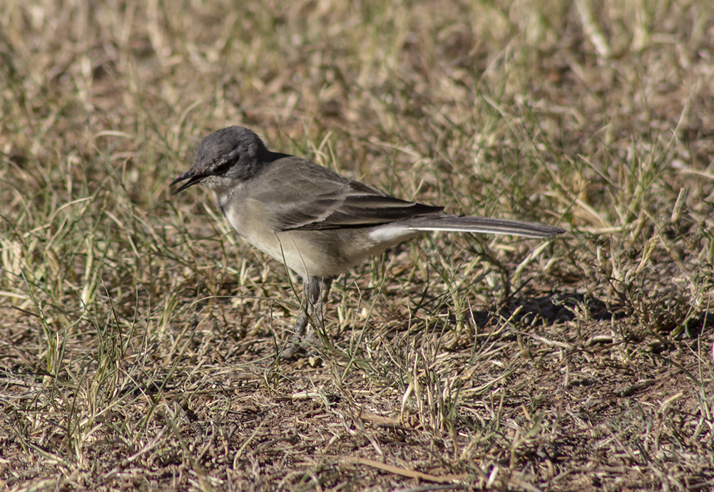 Cape Wagtail.png