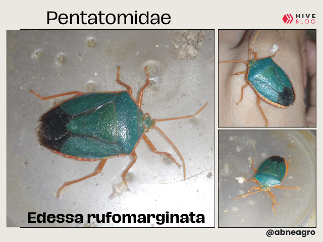 portada (5).png