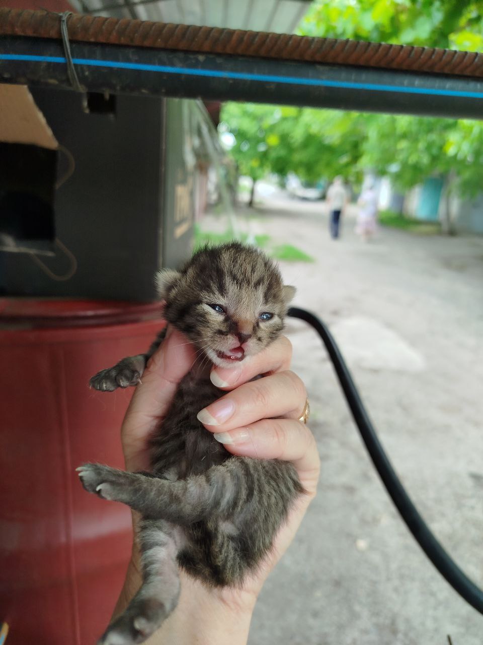 Cute kittens