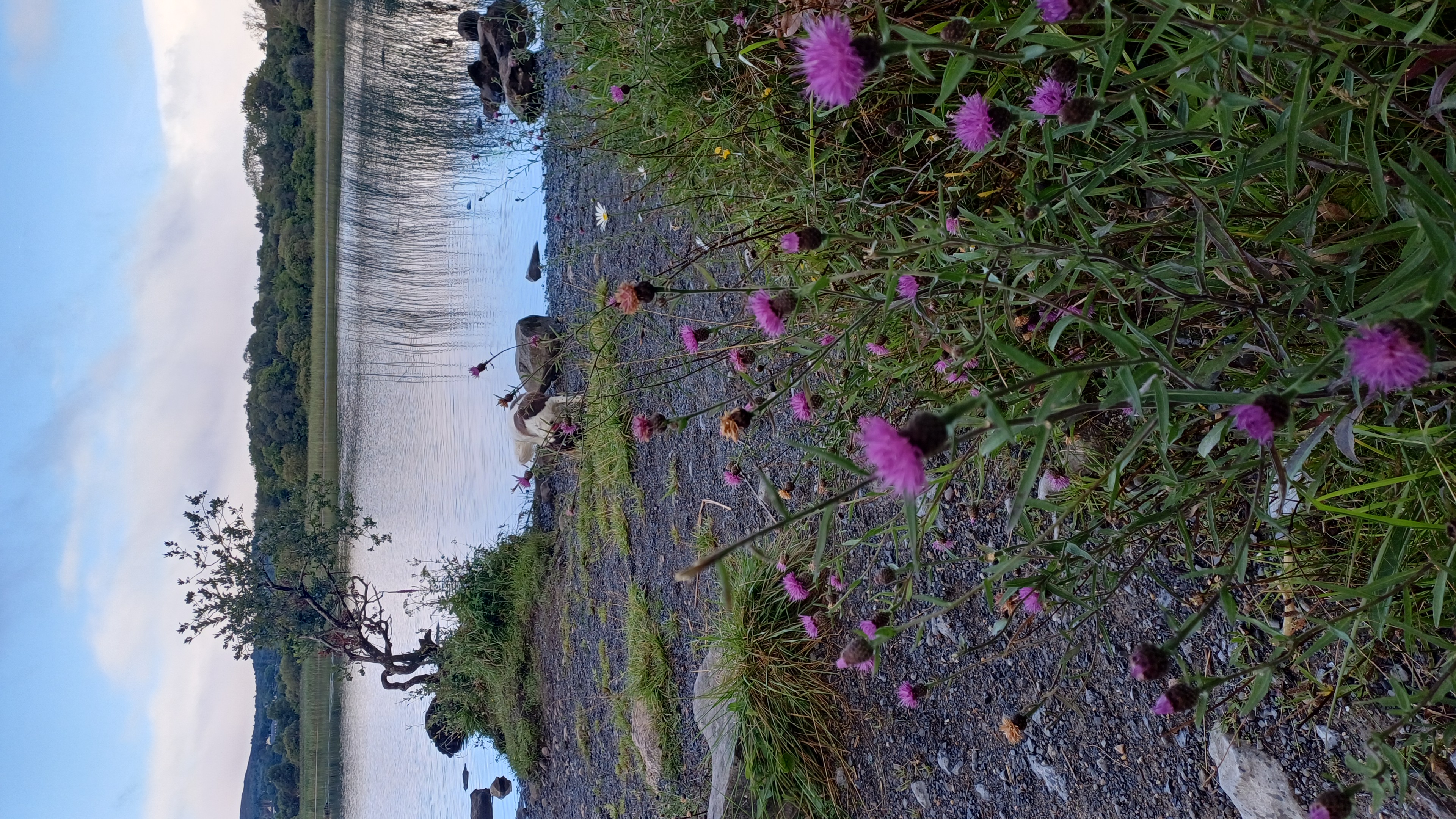 IMG-20250729-WA0020.jpeg