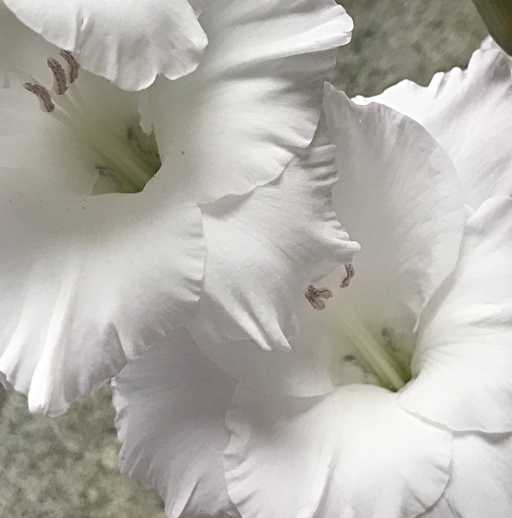 flowers-white-glad.jpg