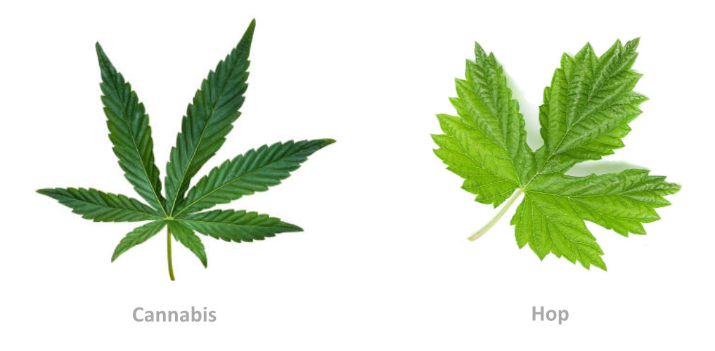 hop-weed-leaves.jpg