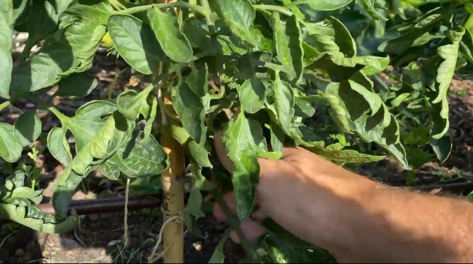 01.-orto-tomates.jpg