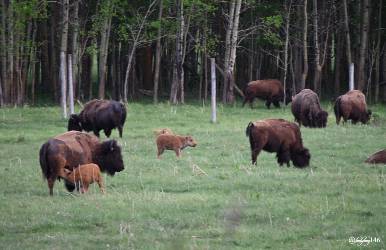 bison (13).jpg