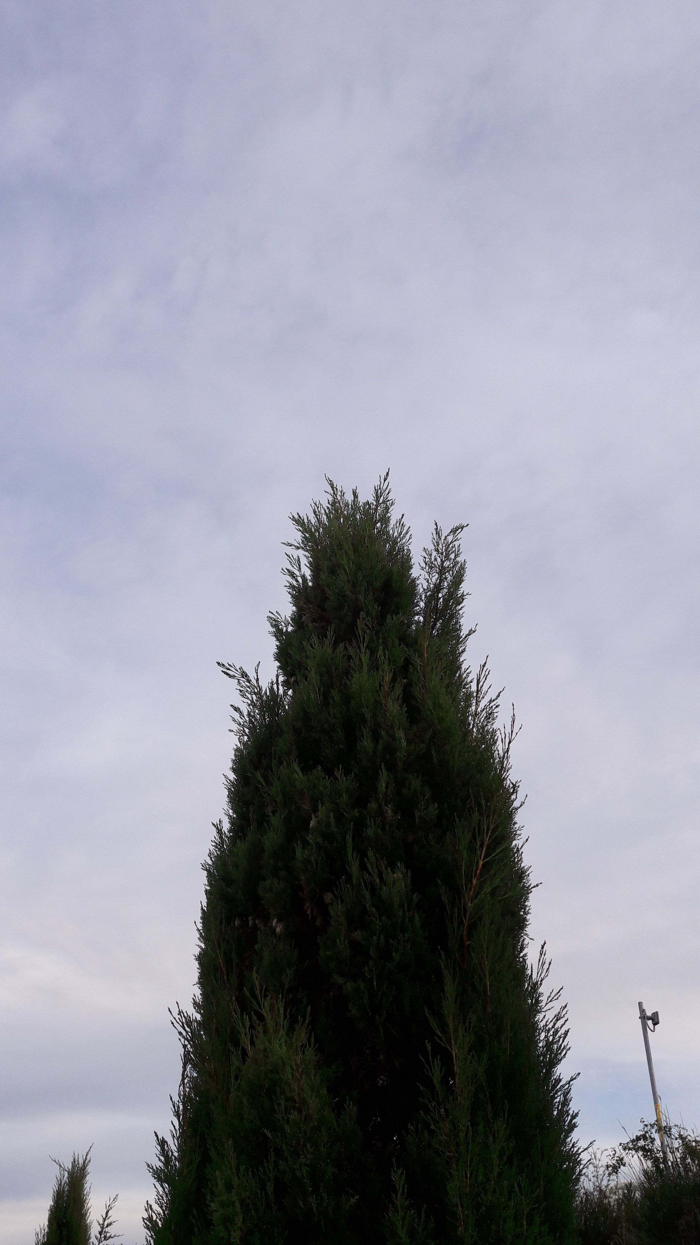 Flora-Tree-Forest-Publicdomain (13).jpg
