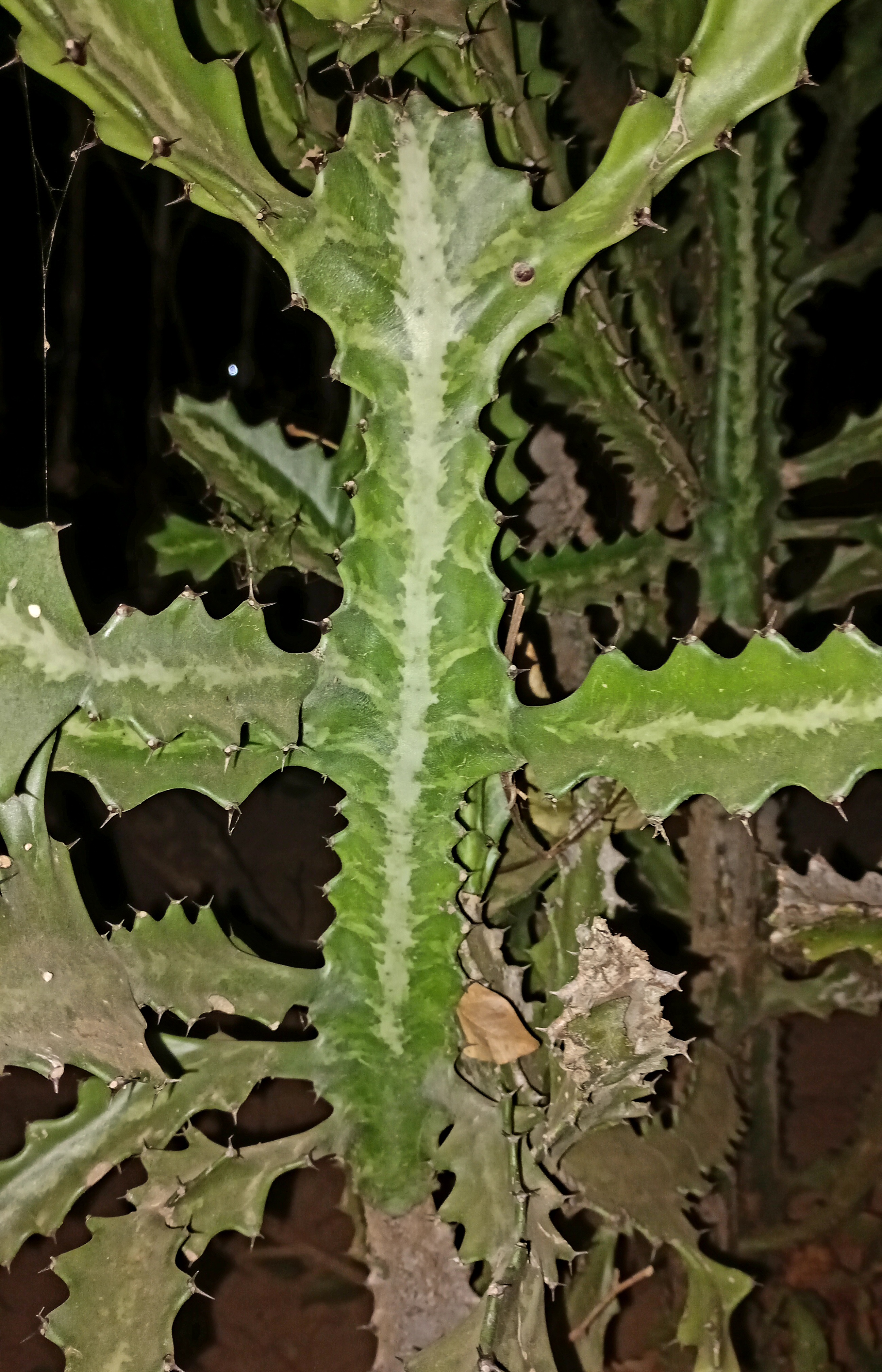 20220403_212334.jpg