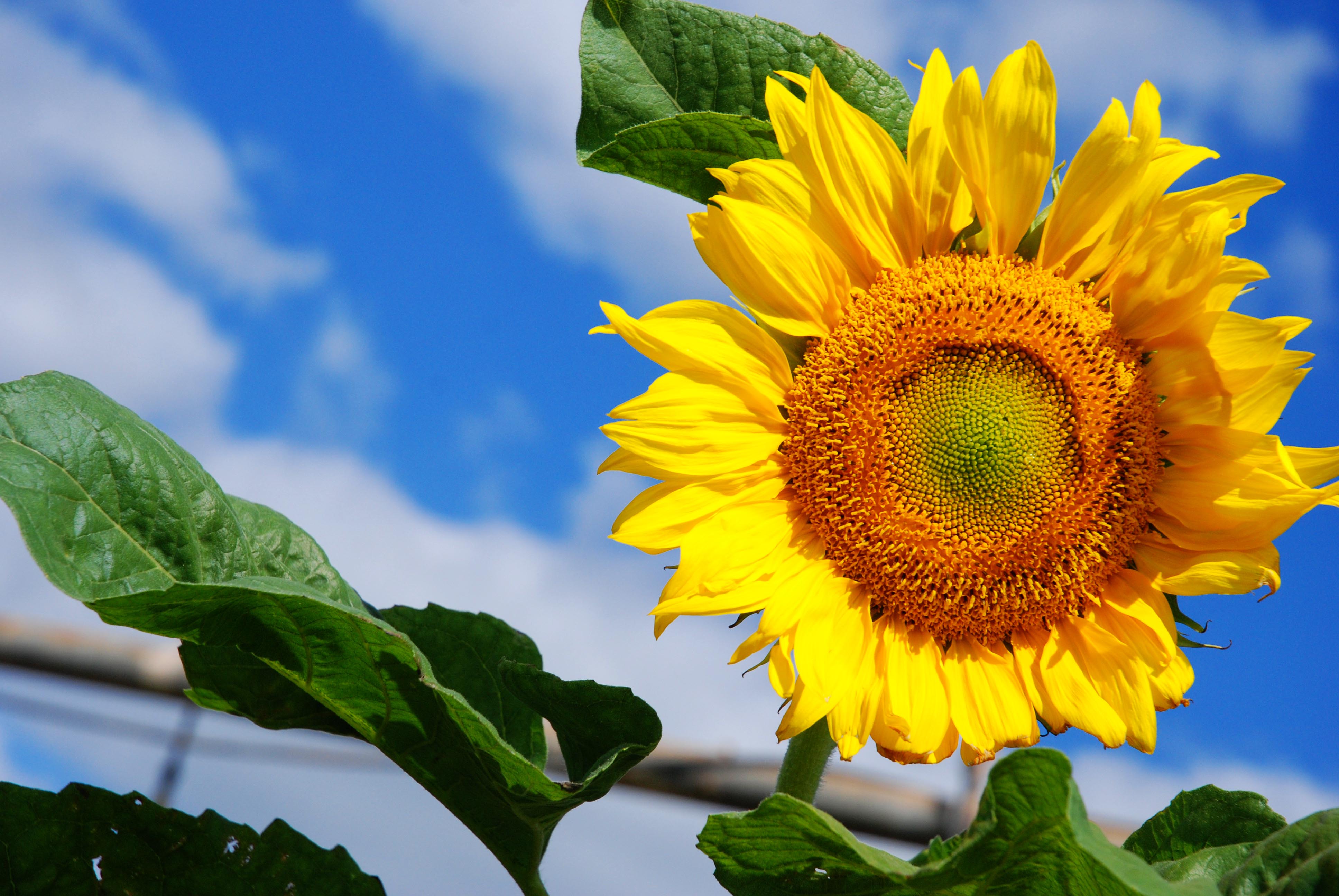 sunflower 1.jpg