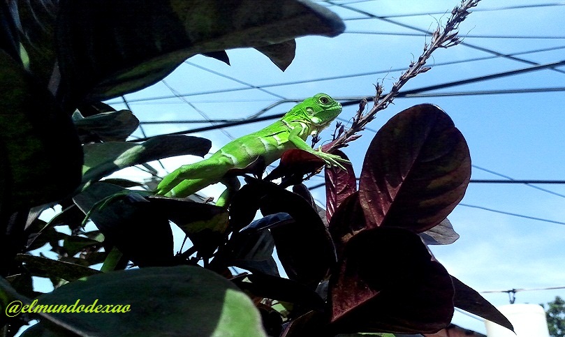 01-Iguana.jpg