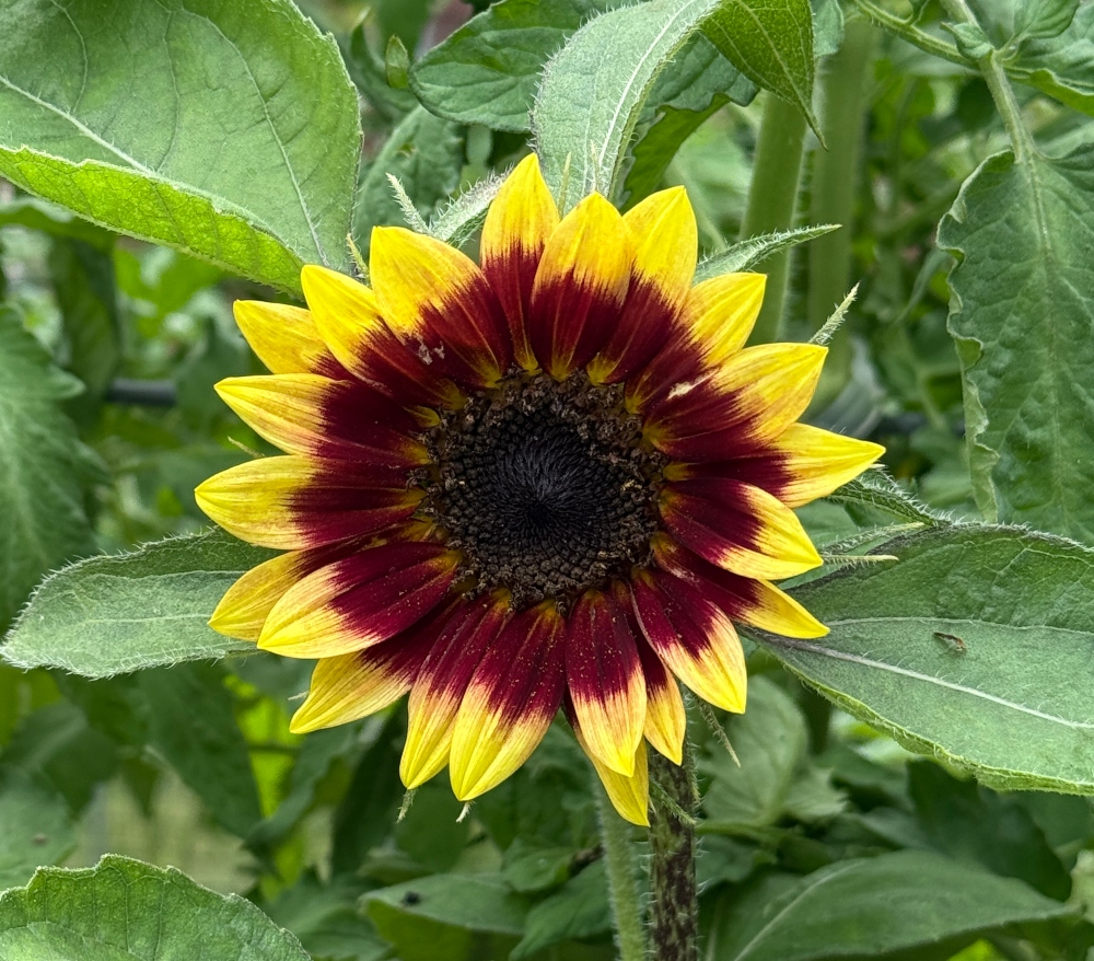 hivegarden-sunflower.jpg