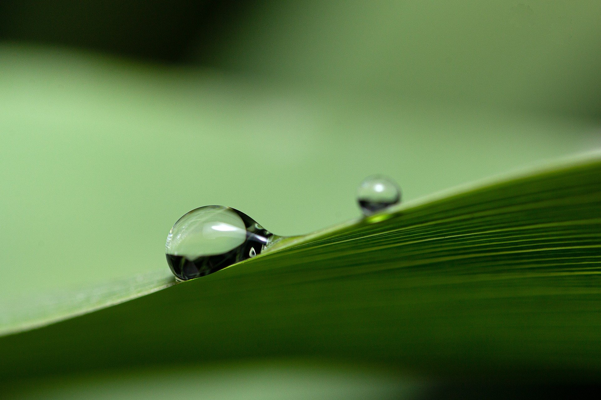 dew-ga7b0e2551_1920.jpg