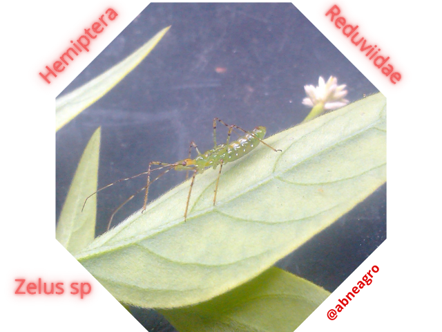 Hemiptera 66.png