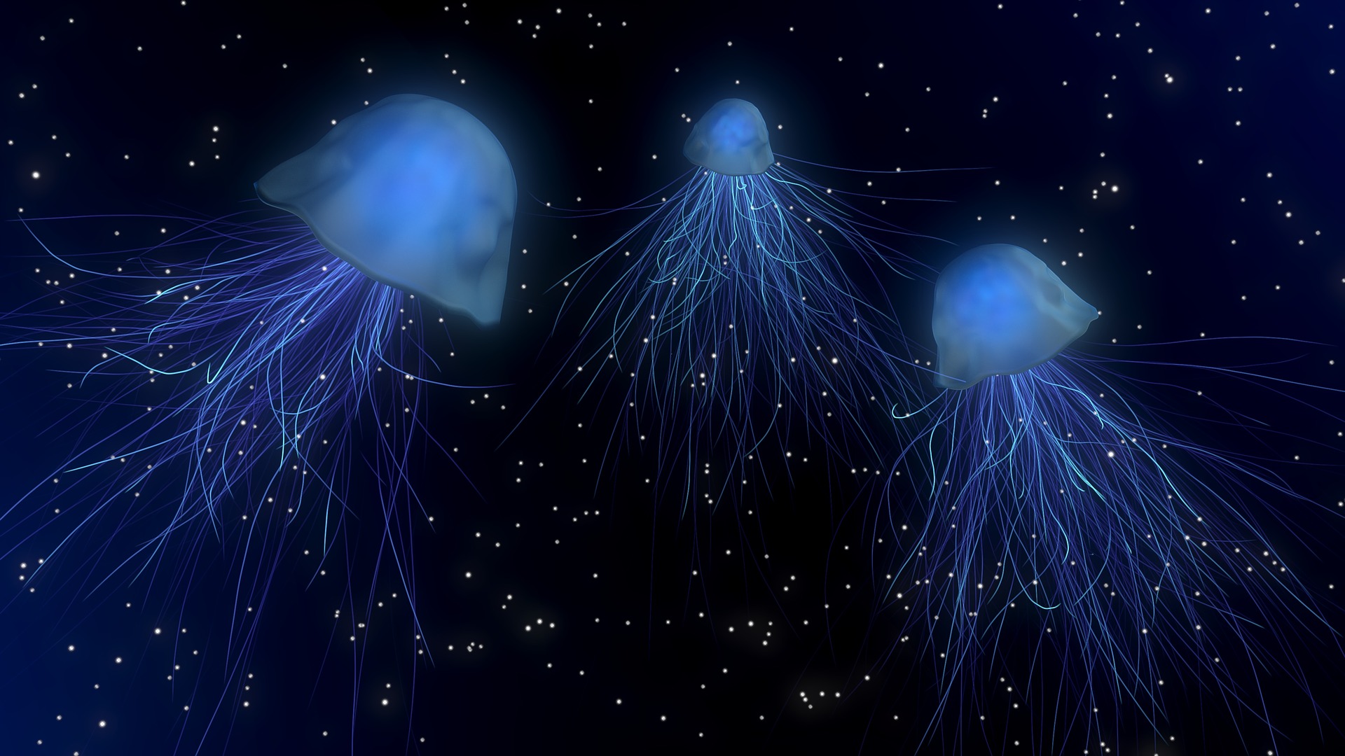 jellyfishes-1730018_1920.jpg