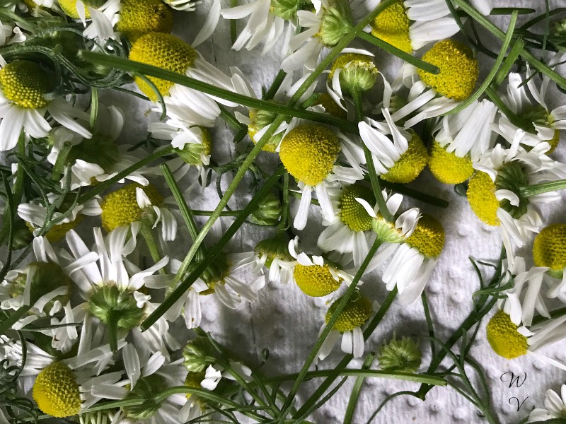 chamomile-drying-herbs.jpg