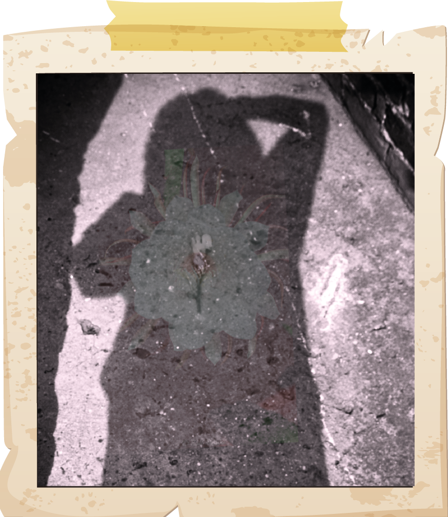 fotos hive -03.png