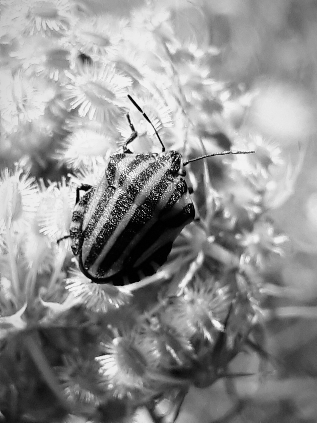 20230908_085629_bw.jpg