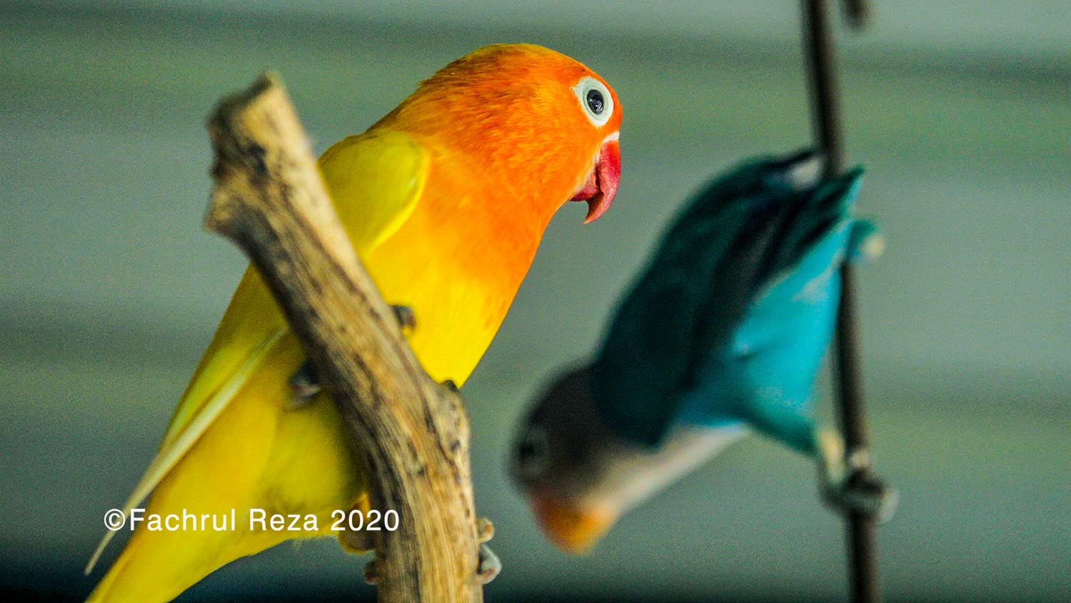 lovebirds_pets_aceh_11H.jpg