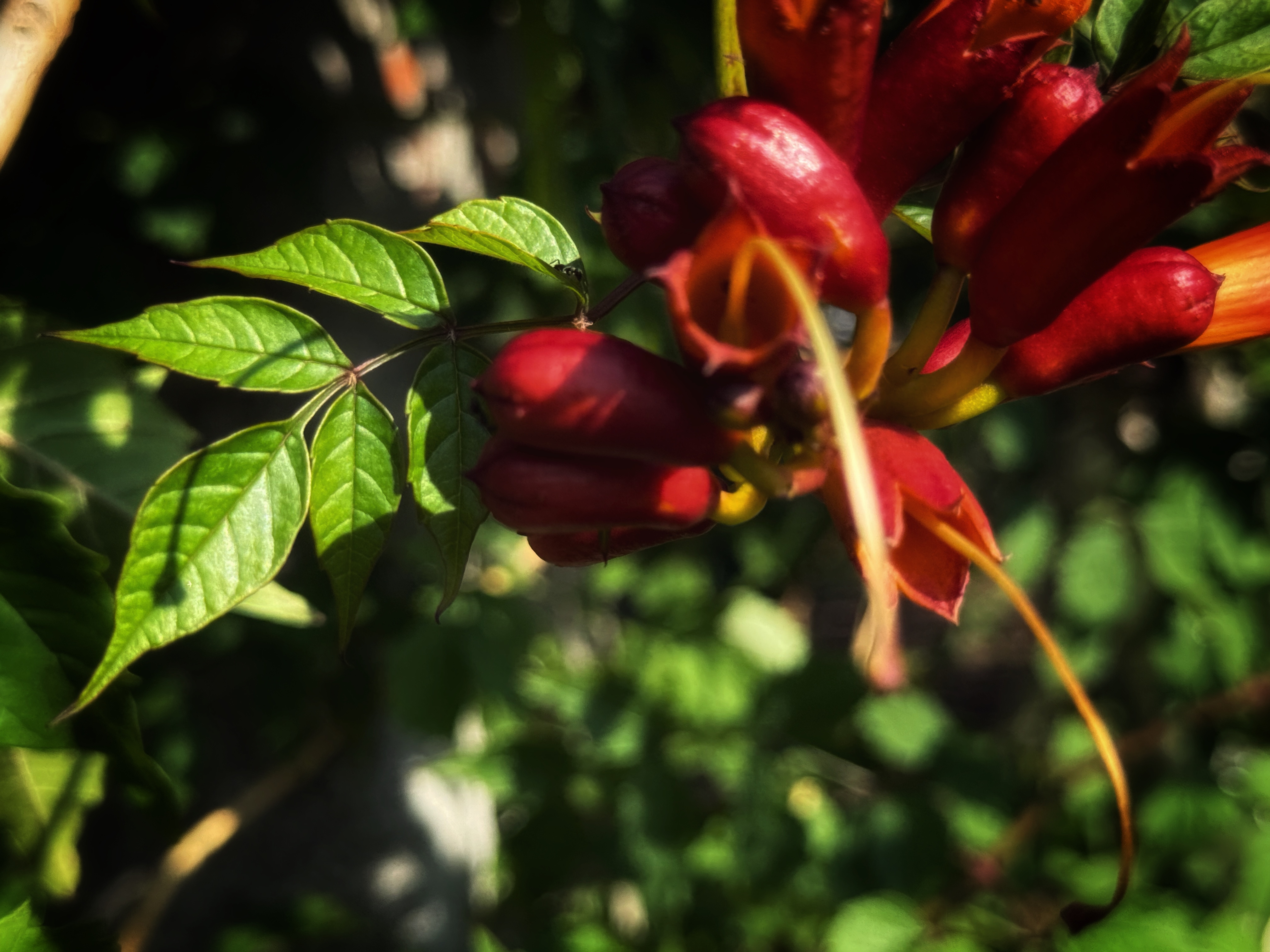 IMG_4295.jpeg