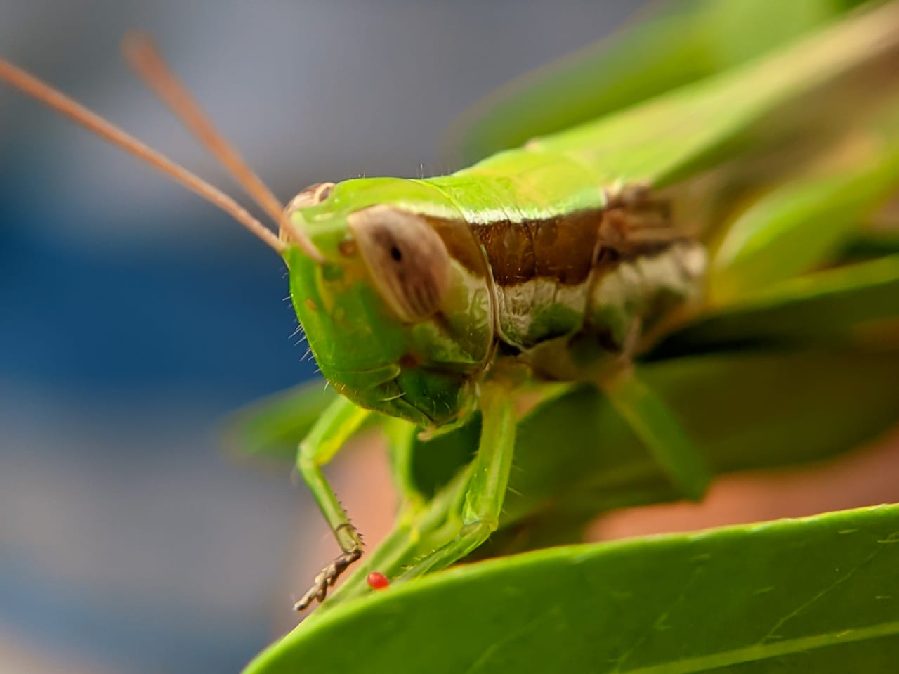 grasshopper (29).jpeg