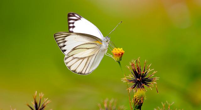 butterfly-1964621_640.jpg
