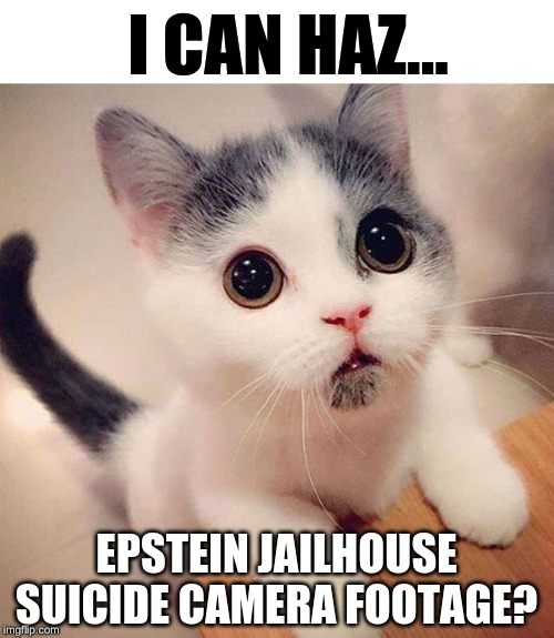 epstein_cute_cat_I-Can_Haz_suicide_footage (1).jpg